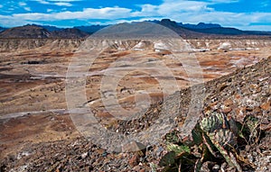 Long-spined purplish prickly pear cactus (Opuntia macrocentra), cacti in the rock desert